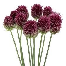 Allium Bullit Purple 70cm