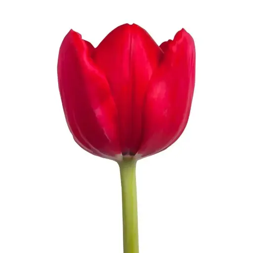 Tulip Ile De France 
