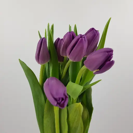Tulipa Purple Prince 37Cm 28Gram 