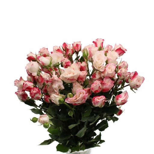 Spray Rose Reflex 50cm