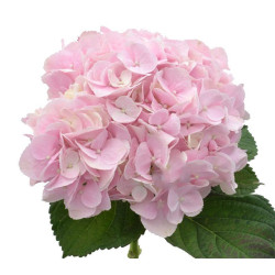 Hydrangea Amazing Force Pink