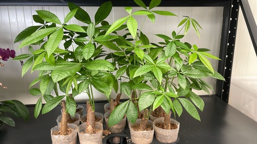 Money Tree