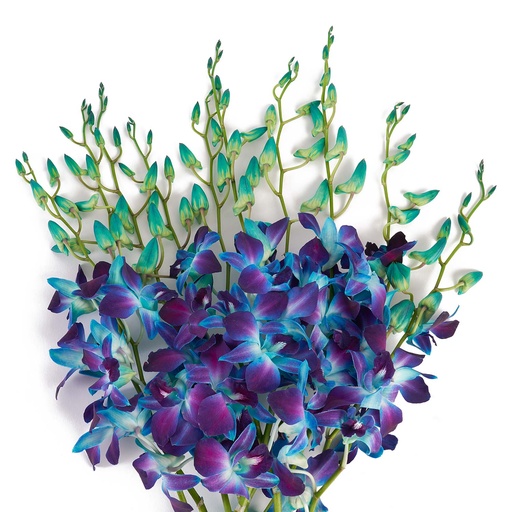 Den.Red Sonia-M Dyed Blue