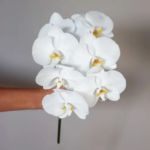 Phalaen Cut White Yellow Long (T)