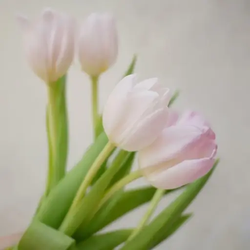 Tulipa Dynasty 