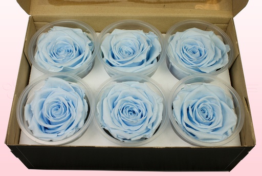 ROSE PRESERVED BLU-89 6Ø