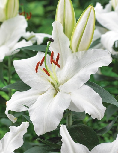 Lilium Signum 80Cm 2/4Bl 