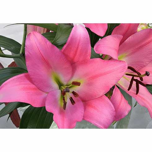 Lilium Ot Maldano 90Cm 4/6Bl 