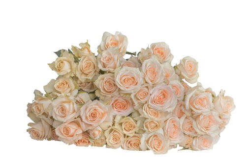 Spray Rose Trisha 50cm 