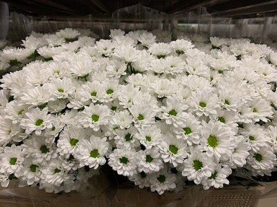 Chrysanthemum Santini Bouncer 
