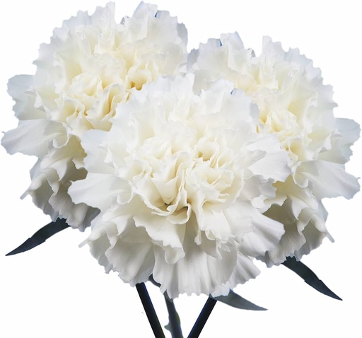 Carnation Montblanc 60cm