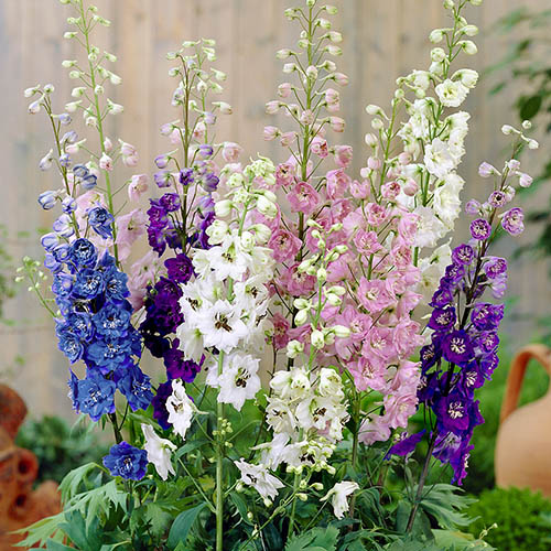 Delphinium Mix