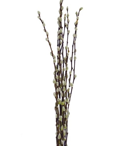 Salix Snow Flake 90cm 