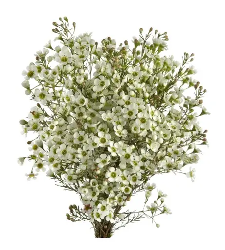 Wax Flower White