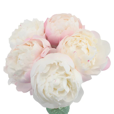 Paeonia Gardenia 55Cm