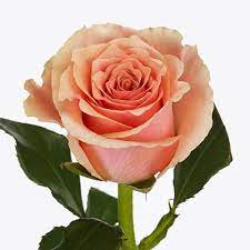 Rose  Verona 50cm