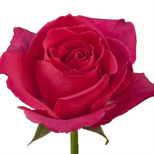 Rose Fuschiana 50cm