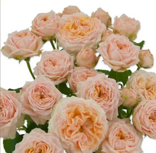 Rose Georgia Peach 50cm