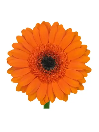 Gerbera Bison 45cm 7cm