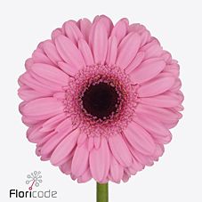 Gerbera Mini Talent
