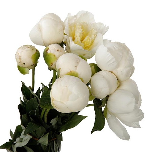 Paeonia Duchesse De Nemour 