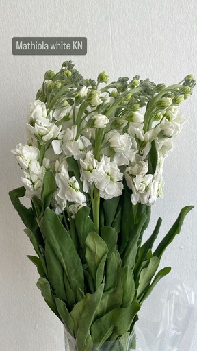 Mathiola White KN