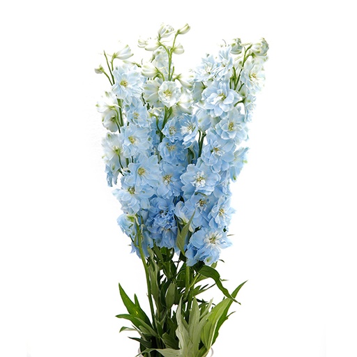 Delphinium Guardian Blue 70cm 