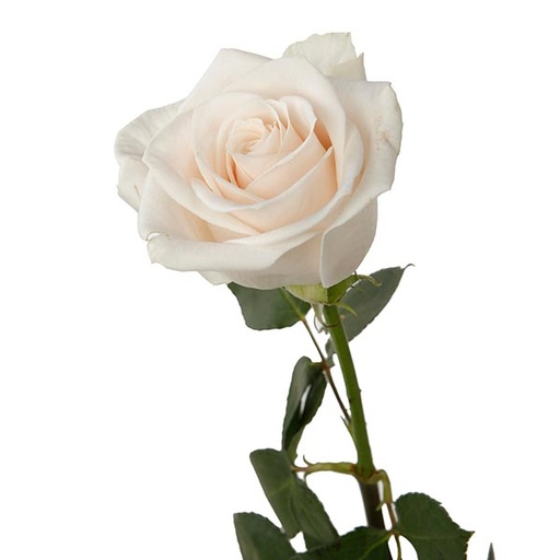 Rose Vendela 50cm KN
