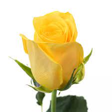 Rose Yellow