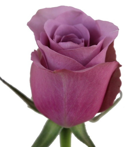 Rose Miss Mardi 50cm K