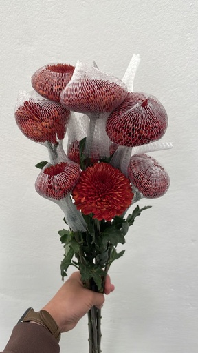Chrysanthemum Orange 70cm