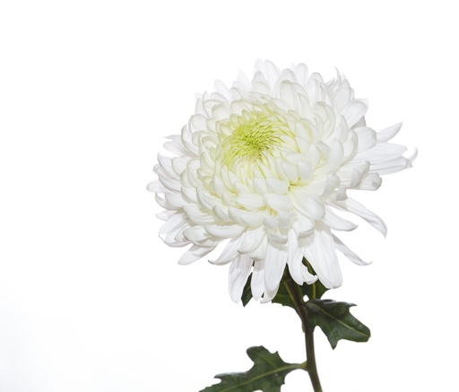 Chrys Cremon Magnum White 70cm 