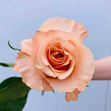 Rose Shimmer 50cm EC