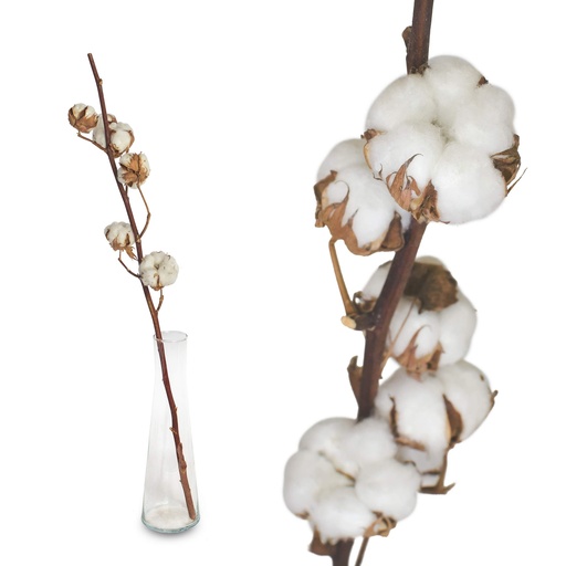 COTTON DRIED DECORATIVE 60CM. BRANCH