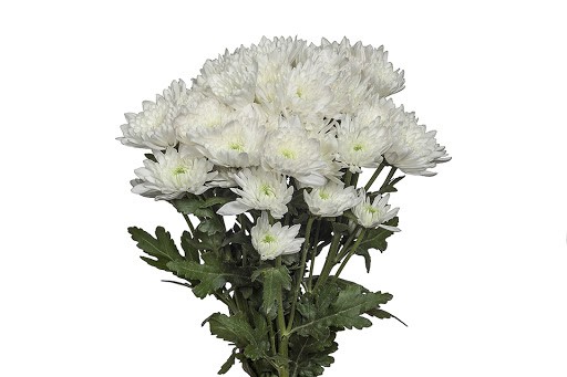 Chrysanthemum Zembla White 70cm