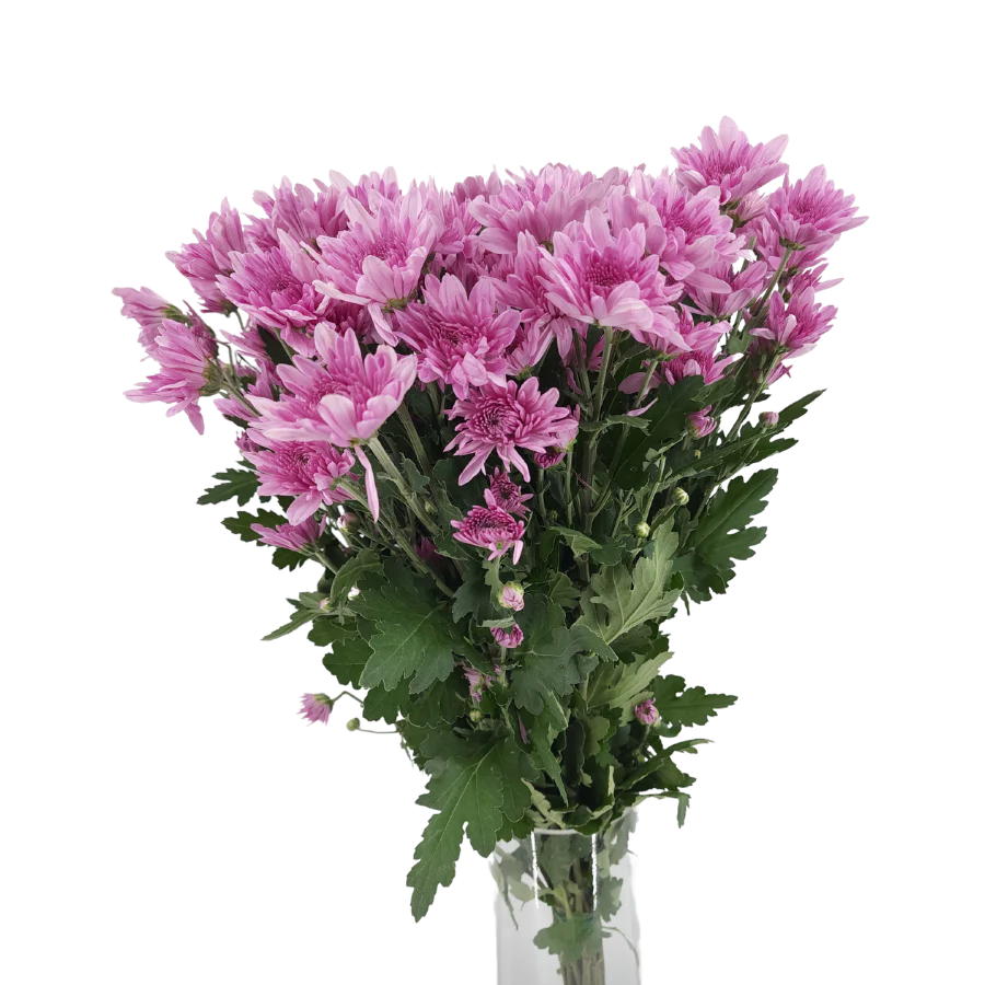 Chrysanthemum Superstar 70cm