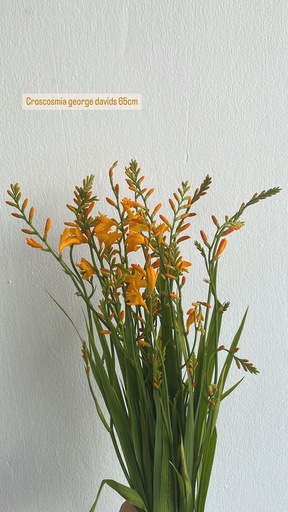 Crosocomia  70cm 
