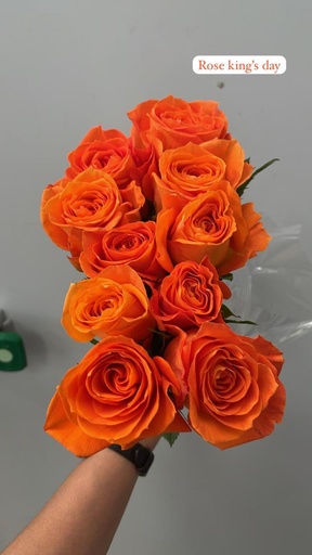 Rose King's Day 50cm