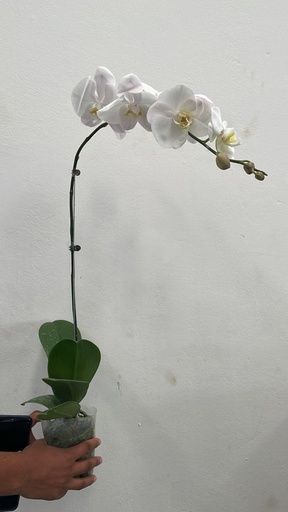 Phalaenopsis Plant Single White Premium 