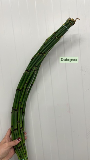 Equisetum Rush Bs/ Snake grass