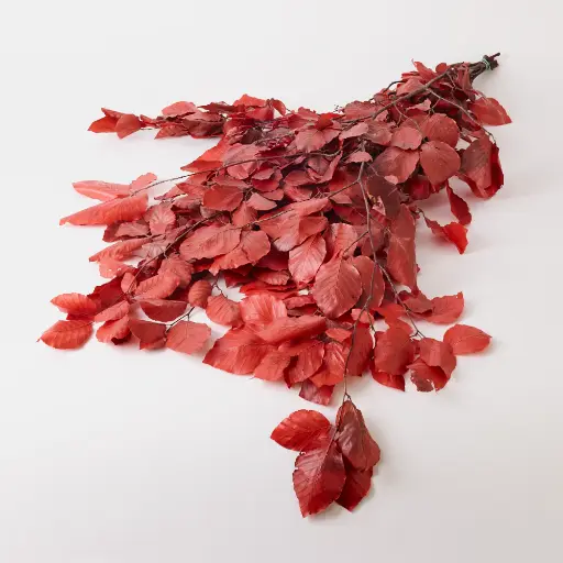 Beech dyed Lila (Euca Dried)