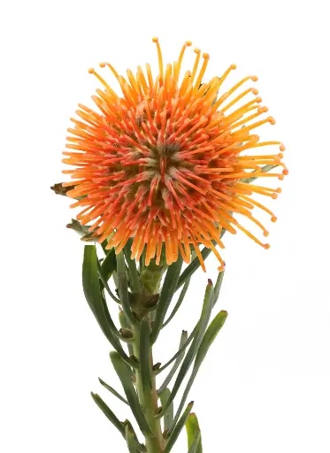 Leucospermum Tango 50Cm