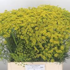 Anethum (Dille yellow)