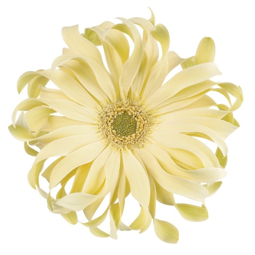 Gerbera Pasta Carbonara