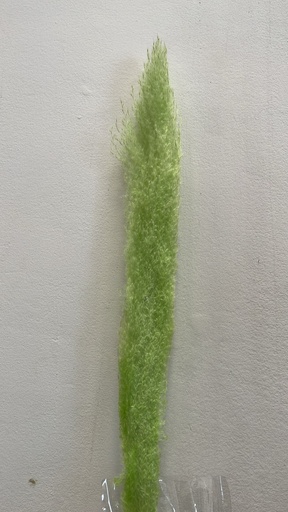 Dried Cortaderia Dadang Light Green