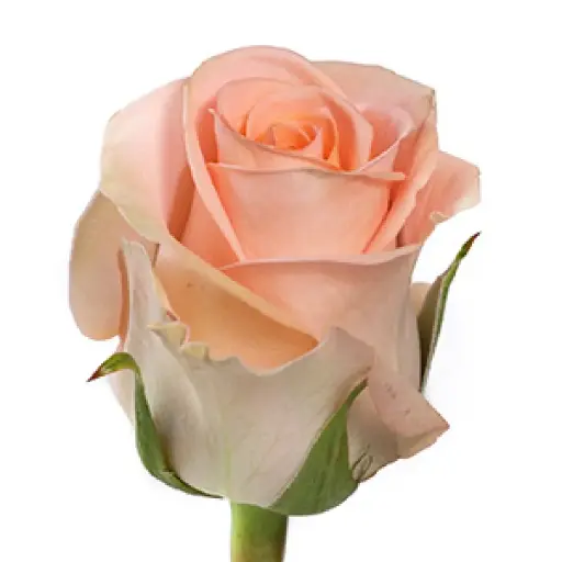 Rose Mayfair 50cm