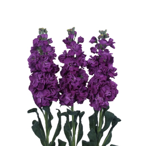 Mathiola Iron Purple KN