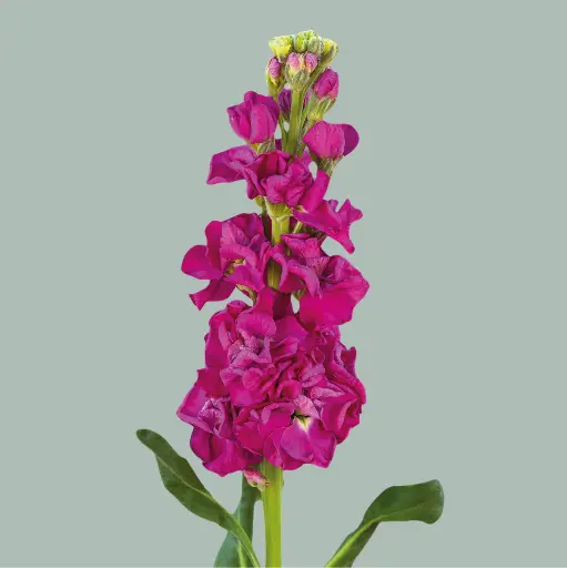 Mathiola Iron Rose KN
