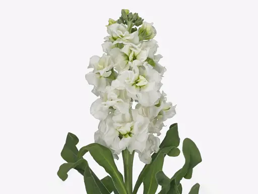 Mathiola Iron White KN