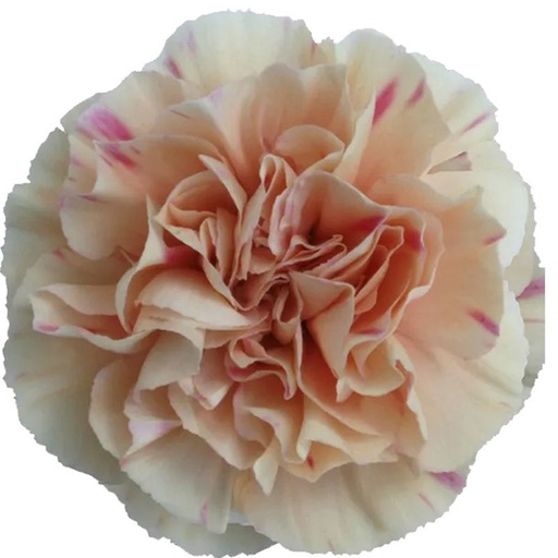 Carnation Apple Tea 60cm